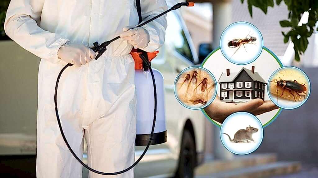 pest control services in pune pimpri chinchwad 1 pest control services in pune pimpri chinchwad 1