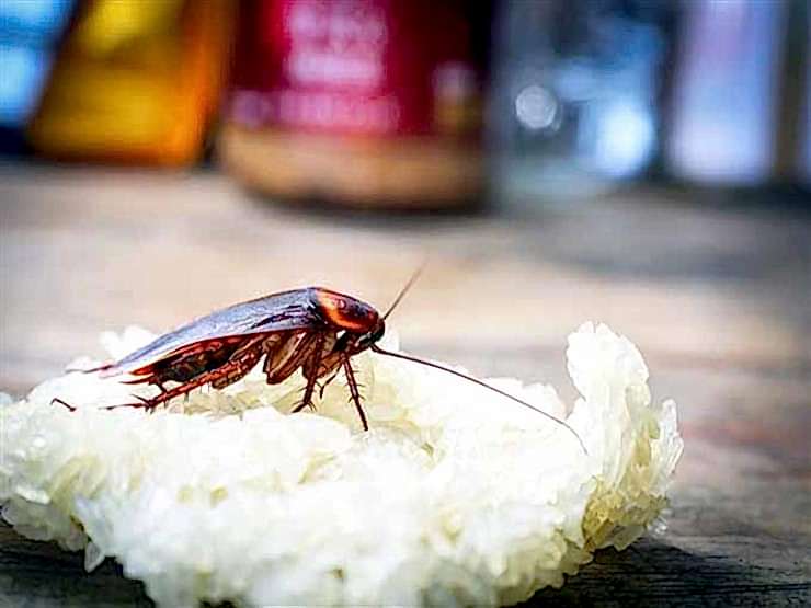 Pest control in Dubai