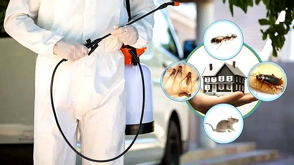 افضل شركة مكافحة الحشرات عجمان