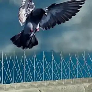 مكافحة الحمام