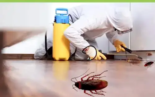 pest control services in Dubai