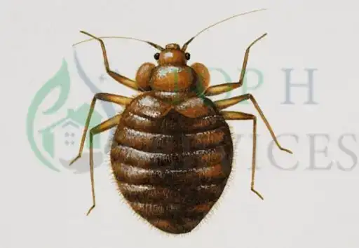 bed bug control