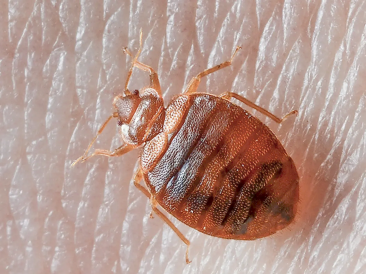 bed bug